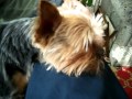 Snoring Yorkie - Yorkshire Terrier