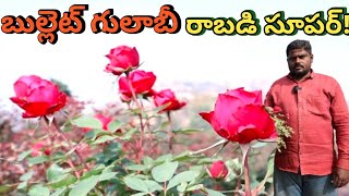 bullet gulabi farming in telugu/ star light rose /బుల్లెట్ గులాబీ ఆరో నెల నుండి రాబడి సురు