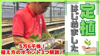 【いちご農家】定植はじめました！【2023】