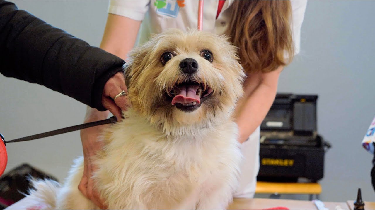 Goedkoop Naar De Dierenarts Voor Minima - YouTube