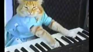 Gato tocando el piano (divertido)
