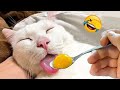 CATS you will remember and LAUGH all day! 😂Funny Cats Videos 2023