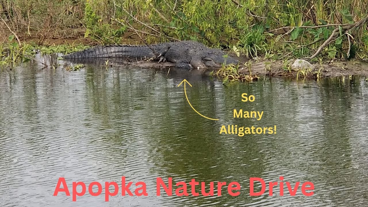 Lake Apopka Wildlife Drive In Central Florida// Free Activity! - YouTube