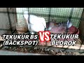 terkukur blorok dan tekukur putih BS backspot