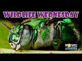 Orchid Bee | Wildlife Wednesday | Broward Parks