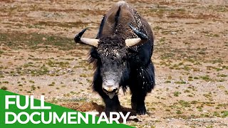 China's Wild West - On the Wild Yak Trek | Free Documentary Nature
