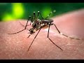 Responding to the Zika Virus - Science Cafe