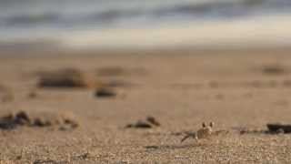 Marvelous Sand Crabs Part I, Sunset, Galgibag Beach, Healing Journey, Goa, India