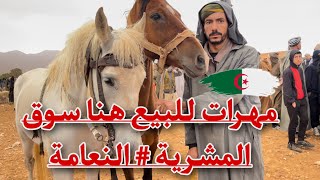 خيول جزائرية للبيع هنا سوق المشرية ولاية النعامة تغطيات خاصة 🇩🇿