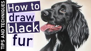How to draw black fur in pastels | Drawing a black Cocker Spaniel