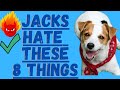 8 Things Jack Russell Terriers Absolutely Hate!