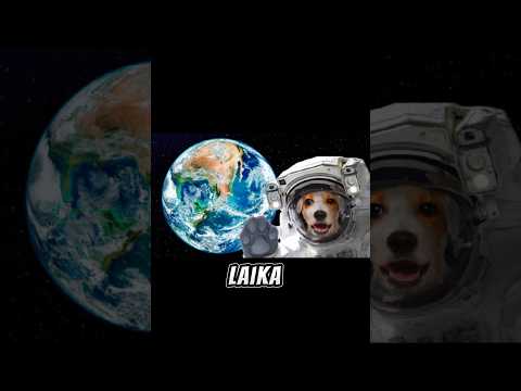 The First Living Creature In Space Was A Dog Named Laika #history # ...