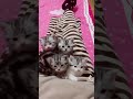 Mom Cat Brings Kittens To Humans