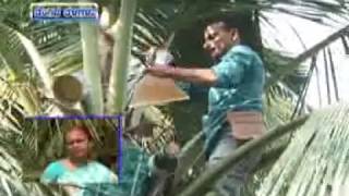 Plantation Crops | Coconut-Varieties | Krishidarshana | DD Chandana