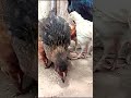 The Call of The Hen Mama to Her Chicks Eat Food | adorable beautiful baby's | murgi ke chuji  #short