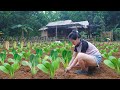 Far from Civilization: Working continuously in the rain for 2 days to complete the vegetable garden