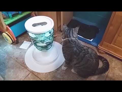 Cat doesn't like his new diet Cat doesn't like his new diet