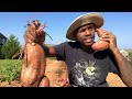 SWEET POTATO HARVEST..... | WHEN TO HARVEST SWEET POTATOES?