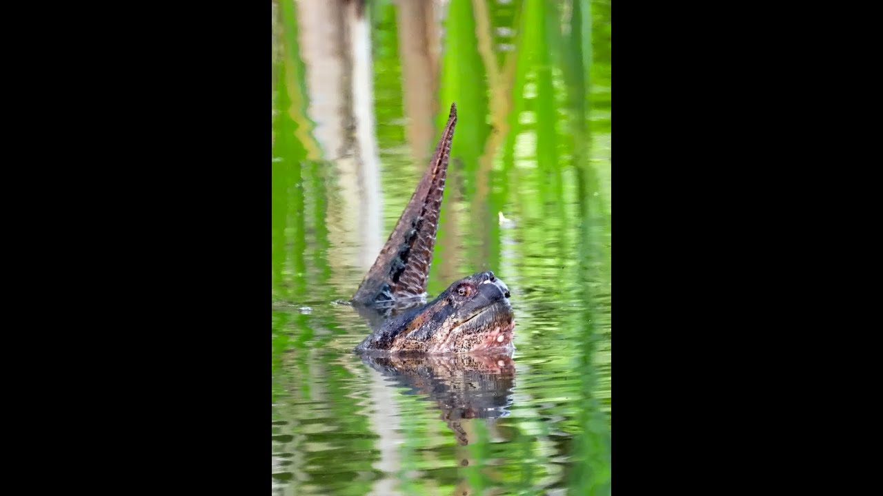 Snapping Turtle Mating Ritual - YouTube