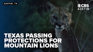 Mountain lions gain historic protections in Texas