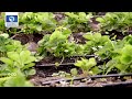 Organic Farming In Kenya, Creating Micro Forest In Urban Cities | Eco Africa