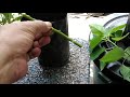 Poinsettia Plants Update and Propagation from Cuttings