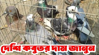 দেশি কবুতর দাম জানুন নাটোর তেবাড়িয়া হাট থেকে |desi kobutor price