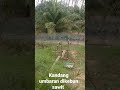 kandang umbaran ayam kampung di kebun sawit #ayamkampung #peternak  #peternakmuda