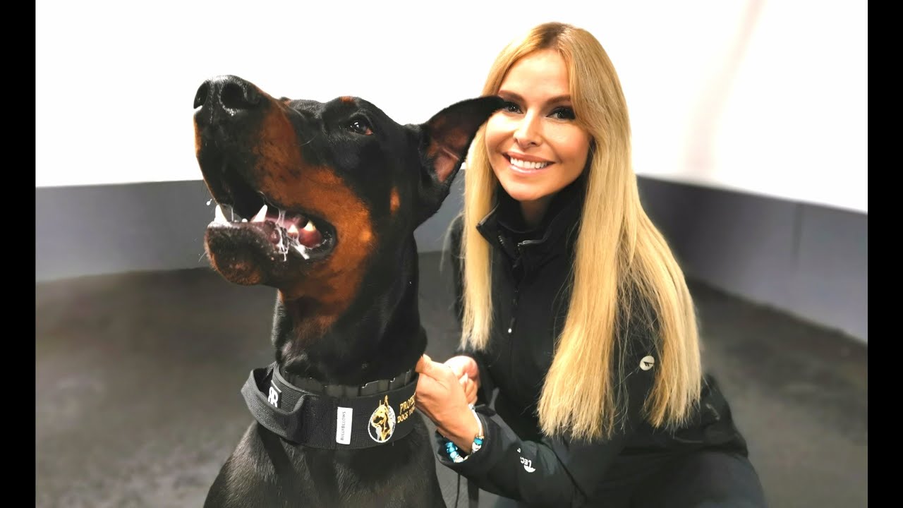 THE DOBERMAN - FULLY TRAINED PROTECTION DOG