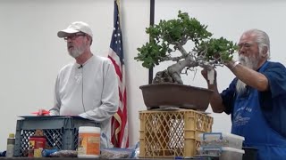 Al Nelson on California Oak Bonsai