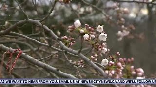 Video: Replacing Toronto's cherry blossom trees