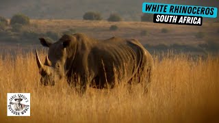 Rare Hunt for White Rhino in South Africa