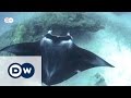 Manta Ray Protection | Global Ideas