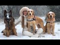 Adorable Dogs Have The Time of Their Lives Playing in The Snow