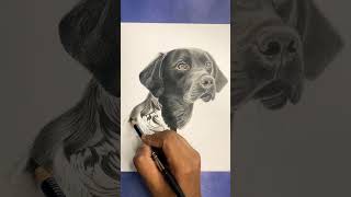 Drawing of black labrador #drawing #dog #sketch