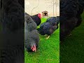 WYANDOTTE CHICKEN | Black | Fancy Poultry | AZ FANCY BIRDS