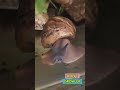 Baby giant African Land snail#shorts