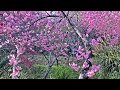 Wuling Farm Cherry Blossom Festival 2022(武陵農場櫻花季_2月10日)