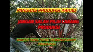 PEMANGKASAN PRODUKSI KAKAO SAMBUNG PUCUK MCC 02/KLON 45