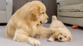 Golden Retriever Dad Tells Son Playtime Is Over