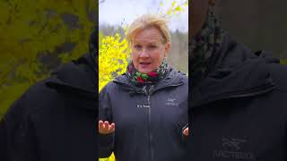 Guided tour (trees) - June 7th