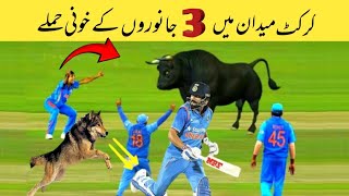 Top 3 Animal Attack in Cricket Ground || 805 Sports ||