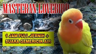 MASTERAN LOVEBIRD + SUARA AIR GEMERICIK - TERAPI LOVEBIRD