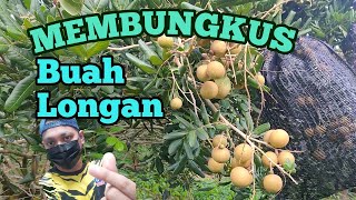 Cara-Cara Membungkus Buah Longan