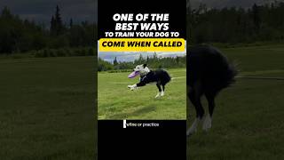Dog Won’t Come When Called? Watch This! #dogtraining #dogtrainer #dogtrainingtips #dogtraining101