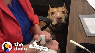Every Office Should Have a Pittie | The Dodo Pittie Nation