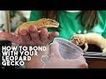 5 TIPS TO MAKE YOUR GECKO LOVE YOU! 5 TIPS TO MAKE YOUR GECKO LOVE YOU!