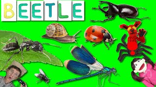 First Words #15  BEETLE | Learning 6 Bug Names | Learn English Kids Matt VS Beetle