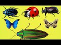 simple english learn insects