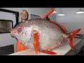 The Reason this MASSIVE Fish is Compared to a Cow